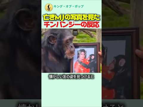 亡きマイケル・ジャクソンの写真を見たチンパンジーの反応