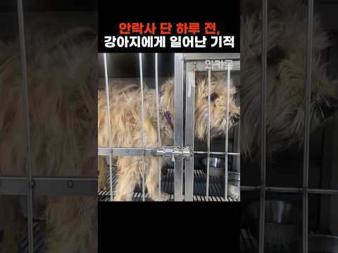 안락사를 하루 앞둔 강아지에게 일어난 기적