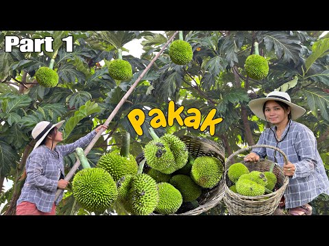 Harvesting Breadnut or Kamansi | Nagtinda kami ng Bagongon | Buhay Probinsya | Mindoro