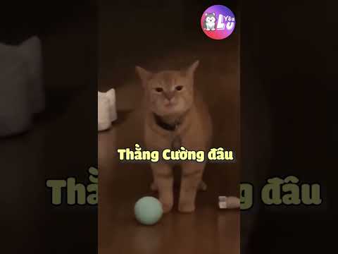Khi Loài Mèo Biết Nói Tiếng Việt (Phần 7) 😂 #yeulu #shorts