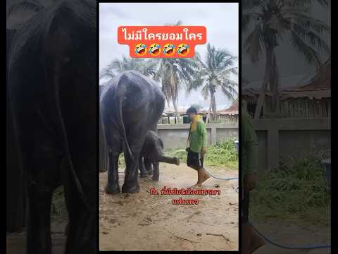 #ช้างน่ารัก #animals #มองนานๆ #elephant #funny
