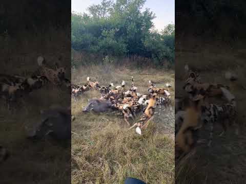 👆🏻 Unite | Wild dogs | A close encounter #wildlife #southafrica #kenya #tanzania #youtubeshorts