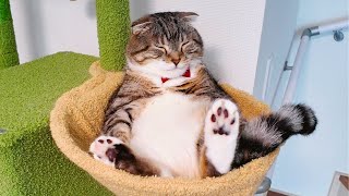 猫の名前を呼んでお返事してもらえるか対決したら塩対応すぎて泣いたでごわす😭😭😭