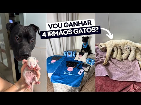 NÃO QUERO 4 IRMÃOZINHOS GATINHOS 😠 se não vou ter que dividir minhas coisas da Loja Cane 😫