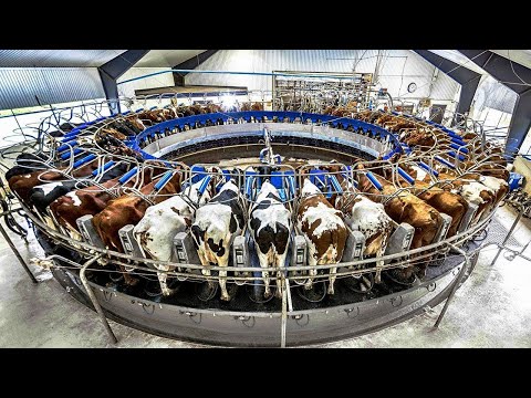 YOUTUBE FIRST: Secret Automated Milking Methods Theyre Hiding From You 🥛⚠️