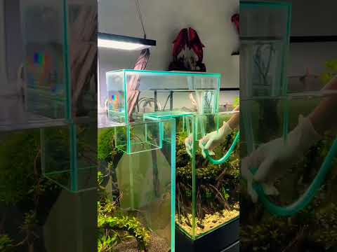Pathway through two tanks🥰💯#fish #aquarium #shorts #viralvideo #pathway #shortfeed #pets #new