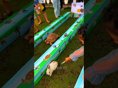 _-_ will win the😳competition, the hare or the tortoise??NO⚠ #shorts #ytshorts