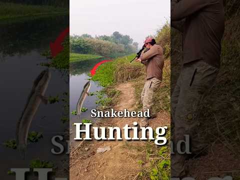 Fish Hunting Airgun | Gaint Snakehead Fish Hunting using Airgun #fishing #airgun #shortsfeed