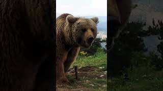 AYILARLA DOLU ORMANDA HAYATTA KALMAK!!