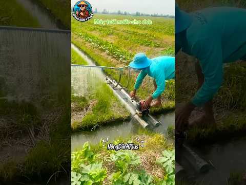 Tưới Dưa Kiểu Này Bao Nhanh Lại Khoẻ #shortvideo #farmer #nongdan #nongnghiep