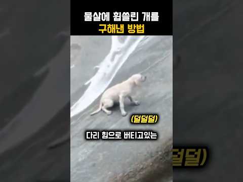 강아지를 위해 몸을 던진 남자
