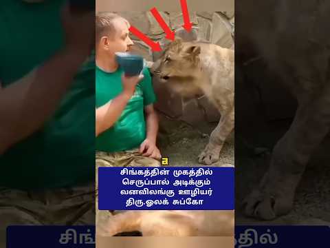 செருப்பை கண்டால் அலறும் சிங்கம்😱 #shorts #lion #animals