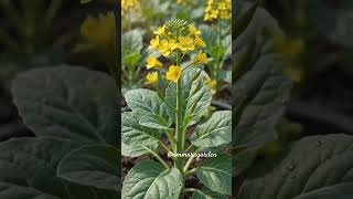 Mengenal Kailan dari Benih hingga Siap Disantap | Getting to Know Kailan from Seed to Plate