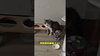 【傻眼貓咪】開燈提示有人回家... 聾貓「驚喜」反應全都錄｜貓｜開燈