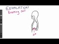 Breathing Mechanics and Muscle Functions