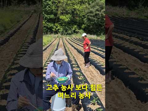 고추농사보다 힘든 며느리농사ㅋㅋㅋ
