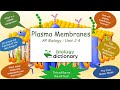 Plasma Membrane Functions and Models