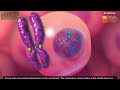 Mitosis and Cell Cycle Concepts