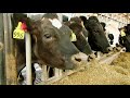 Dairy Farming Knowledge Assessment