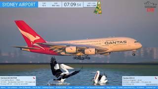 🔴 FOG N FLUFF and GO-AROUNDS and PELICANS - Plane-Spotting at Sydney Airport with KURT - 13.06.26 🔴
