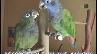 Otto and the peanut