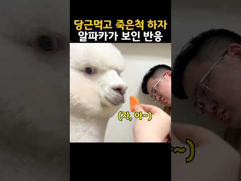당근 먹고 죽은 척 하는 아빠.. 그 뒤 엄마가 알파카에게 당근을 주자 알파카가 보인 반응