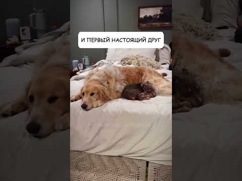 Грустный щенок, который стал счастливым ❤️