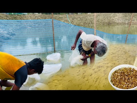 আমি যেভাবে পুকুরে রেনুপনা চাষ করে আজ সফল\sawda agro\#farming #fish