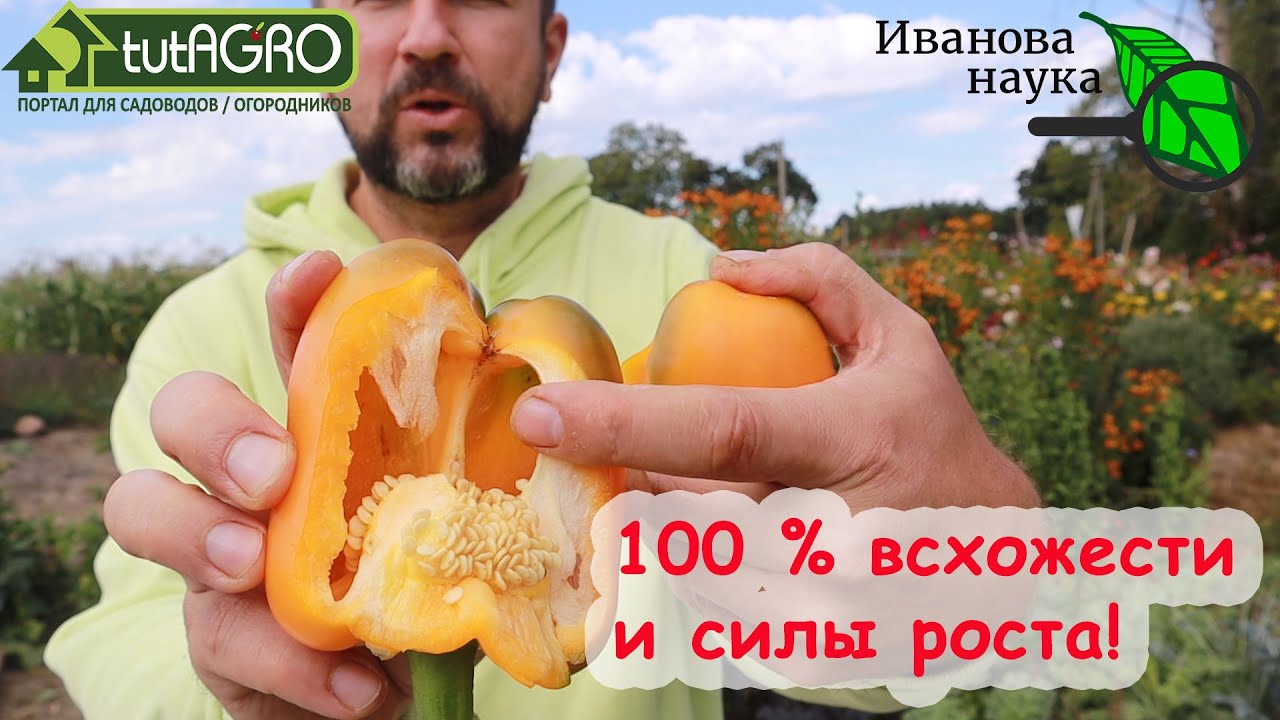 Перец без танцев с бубнами. Начни с семян! Как правильно выделить семена перца со 100 % всхожестью?