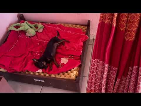 Pinscher engana que está com preguiça ￼