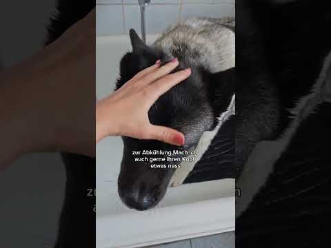 Yuka ist es zu heiß ?  #tauberhund #hunde #hundevideos #akita #hundeliebe #yukaundlui #yuka #shorts