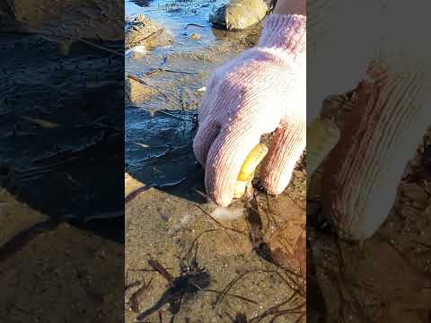 PESCA CON SAL✅UN DÍA COMO MARISCADOR 🔱[Aprende sobre este Oficio]
