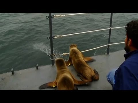 Rescued Sea Lions Returned To The Ocean!!