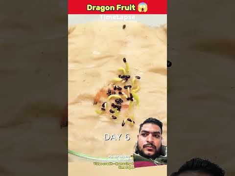 #dragonfruit #plants #gardening #fruit #agriculture #nature