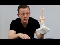 Elbow Joint Anatomy and Function