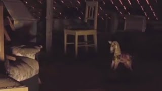 Videos de terror que te helarán la sangre