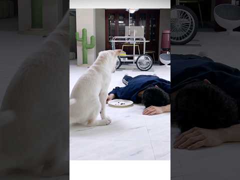 충성심 강하다는 진돗개 앞에서 간식을 주다가 쓰러졌더니...