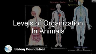 Levels of Organization In Animals