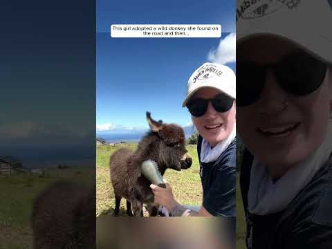 This girl adopted a wild donkey she found on the road and then...