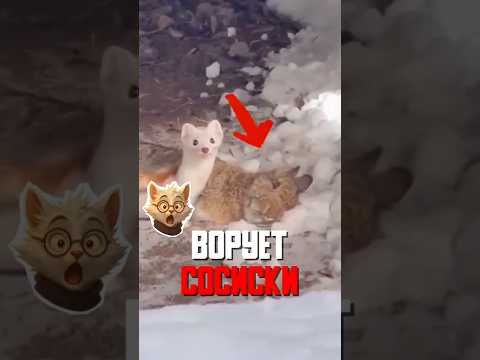 Хорёк приносит подарки в обмен на еду – уникальный случай!