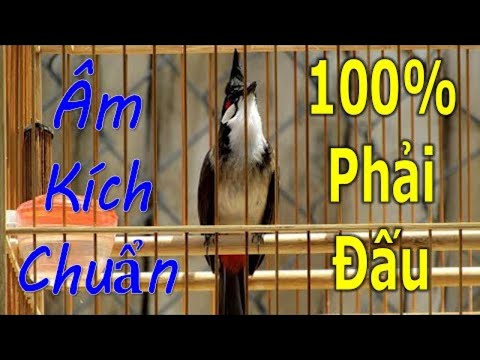 Kích Chào Mào Hót Ché |Kích chào mào hót đấu.Luyện giọng hay ép bổi sổ bọng và căng lửa,chào mào ché
