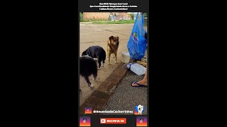 Que DEUS Abençoe Esse Casal Que Com Humildade Simplicidade Amor e Carinho Cuidam Destes Cachorrinhos