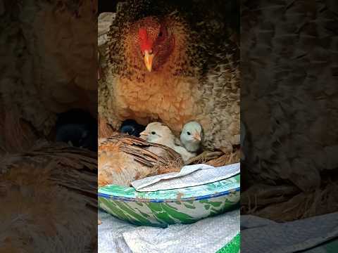 Don't cry 🥺😭 when this chicken leaves its friends #shorts #chick