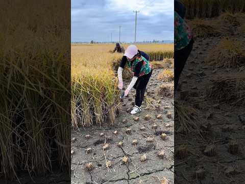 Manual rice harvesting #farming