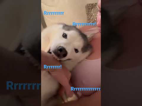 Fluffski Trying To Guard
