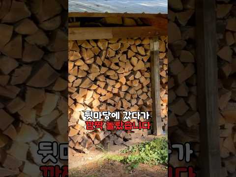 딸과 함께한 시골생활, 믿기 힘든 일을 목격했습니다.