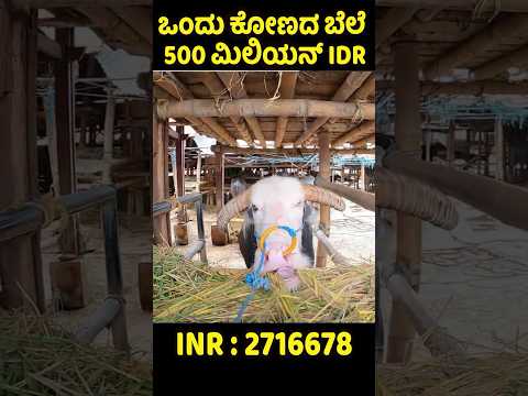ಒಂದು ಕೋಣಕ್ಕೆ 500 ಮಿಲಿಯನ್ IDR #youtubeshorts #shorts