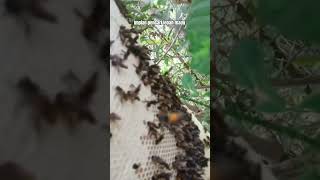 lebah madu yang di cari kawan pembolang #shortvideo #shorts #honeybeesting #lebahmadu