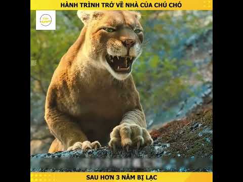 Hành trình trở về nhà của chú chó sau 3 năm đi lạc