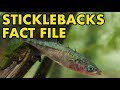 Stickleback Fish Characteristics and Behavior